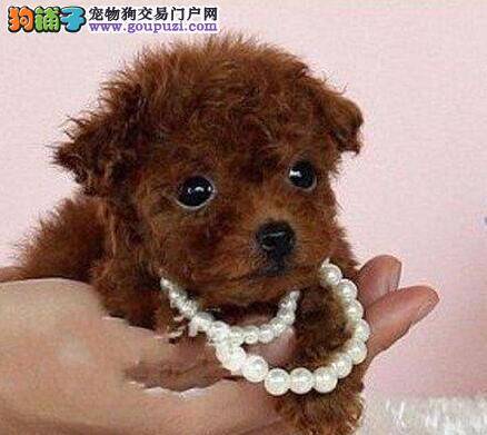 贵宾犬这几天后腿不敢着地是缺钙了吗