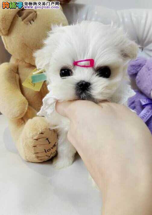 马尔济斯犬最近烦躁，眼睛发红是什么毛病