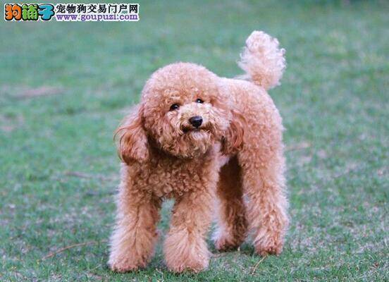 贵宾犬的皮毛品质是如何分类的