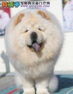 享受冰爽夏季 怎样为松狮犬准备“冷饮”