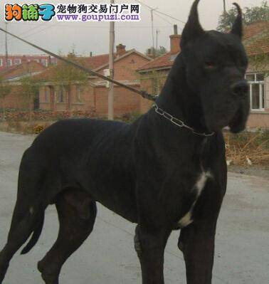 四个步骤让胆小鬼大丹犬成为优秀的勇士