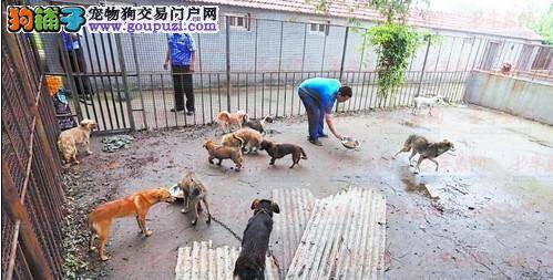 为确保家园更美好 流浪犬捕获收容政策正式起航