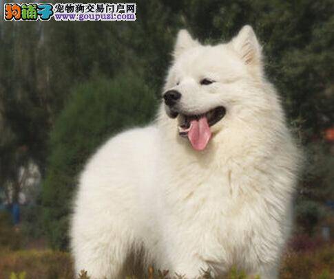 宠物高手怎么培养萨摩耶成为护卫犬