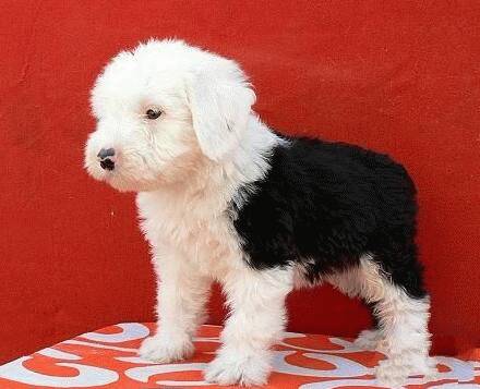 古代牧羊犬用什么东西洗澡更好