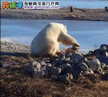 北极熊对狗狗做这件事，让人超感动
