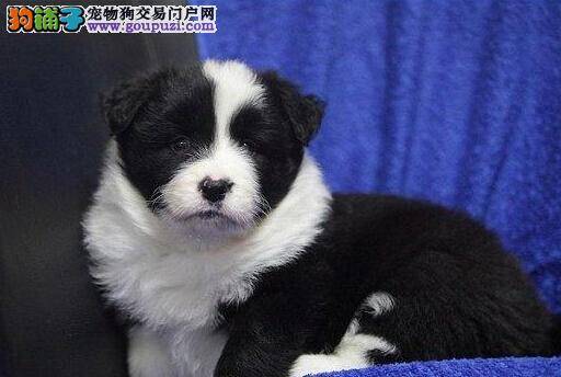 怎么训练边境牧羊犬不晕车 求训练方法