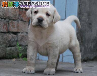 第一次挑选拉布拉多犬主人应该做好哪些准备工作