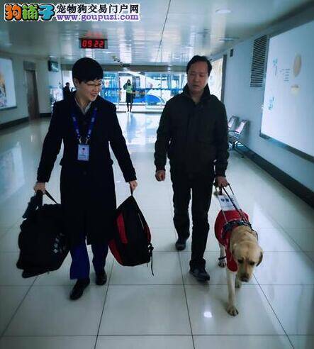 导盲犬乘坐飞机 青岛机场首次接待非常热情