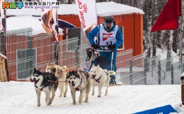 俄举行狗拉雪橇比赛迎狗年 参赛狗狗既矫健又蠢萌