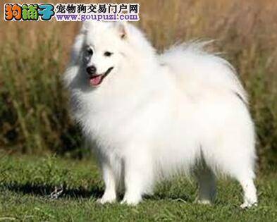 银狐犬换牙期间的护理小技巧有哪些