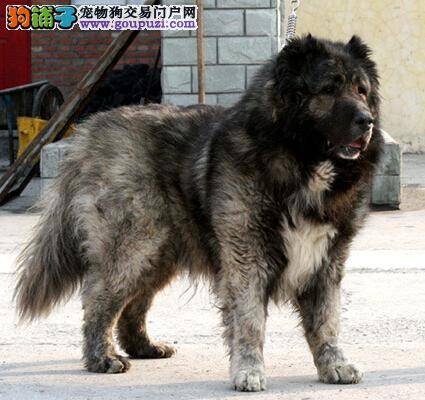 十点要求让你轻松衡量高加索犬的优秀程度