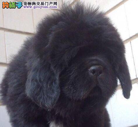 藏獒换牙时期主人需要注意什么问题