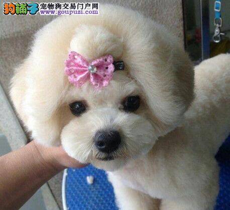 泰迪犬肚子疼，严重吗