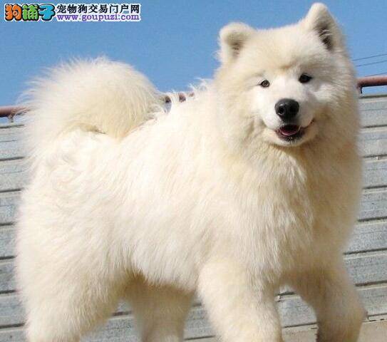 萨摩耶这几天有点便血是怎么回事