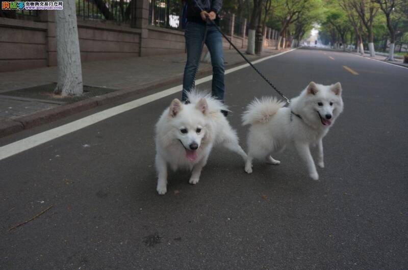 了解银狐犬的各方面资料为了方便你的选购