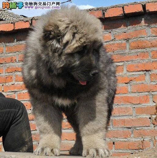 高加索犬最近一直流鼻涕应如何治疗它