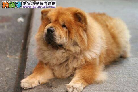 教你挑选到适合松狮犬使用的推子的小技巧