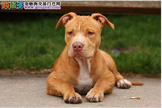 比特犬老是霸凌别人的解决办法