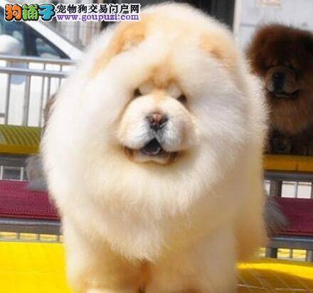 松狮犬最近有点拉稀不知道是为什么