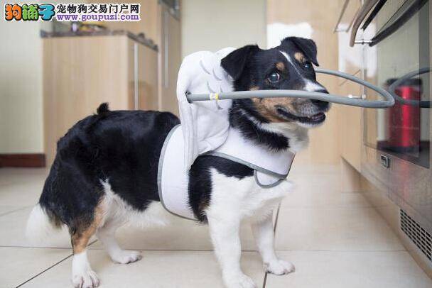 爱犬失明主人发明导盲圈 众多视障流浪狗获益