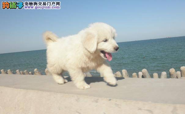大白熊幼犬各阶段的饲养照顾 大白熊犬洗澡五步曲