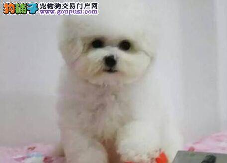 比熊犬拉黑色的便便是肠胃问题吗 怎么解决