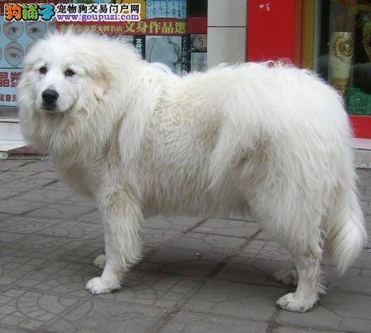 大白熊的挑选标准——确定狗狗品种和毛色