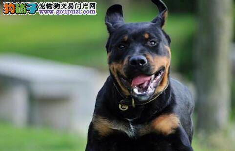 健康的体现 健康的罗威纳犬具有怎样的特征