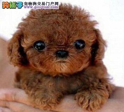 养狗条件有多重要 室外饲养泰迪犬的相关事项有哪些