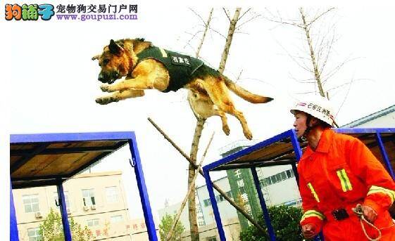 消防救援工作中的英雄——搜救犬