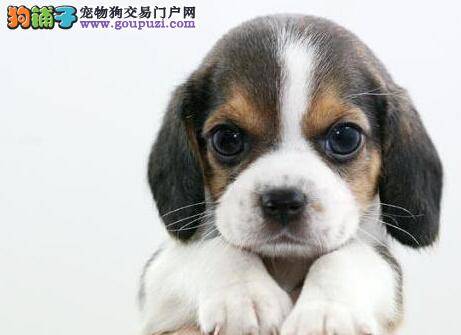 怎样亲自给比格犬打针