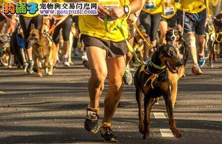 大圩马拉松文化节首次推出“狗狗迷你马拉松赛”