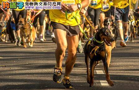 同伴遇险 聪明狗狗带领警察前来营救