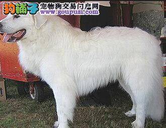 狗狗护理每日一页 寒流入侵轻松让大白熊犬顺利过冬