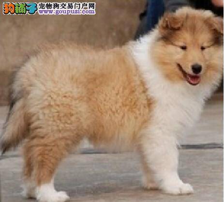 苏格兰牧羊犬最需要的营养包括哪些