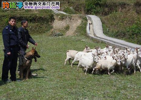 警犬耗时三小时全数找回丢失羊群