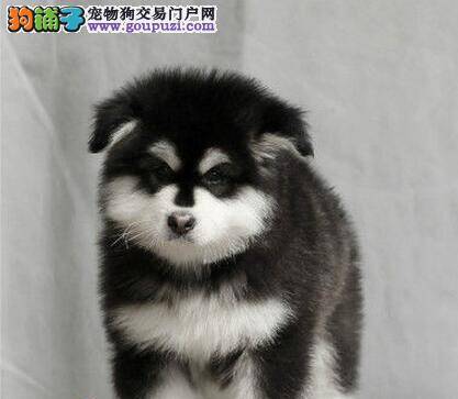 阿拉斯加犬最近总咳嗽应怎样治疗好它