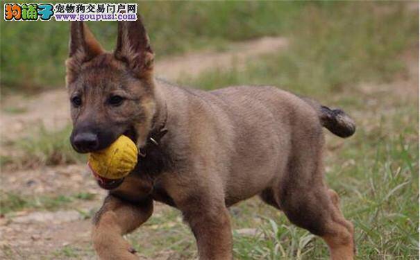 昆明犬在训练时调皮怎么办 如何训练昆明犬幼犬