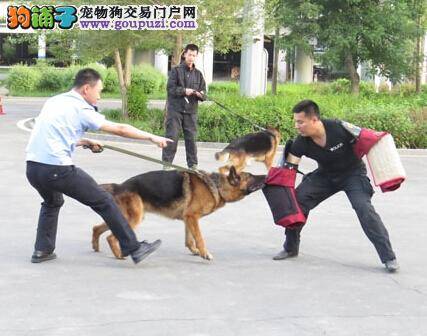 候机楼派出所近期将考核警犬技能