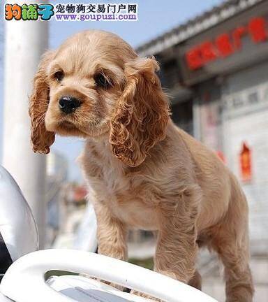 可卡犬拉稀带血，该怎么办