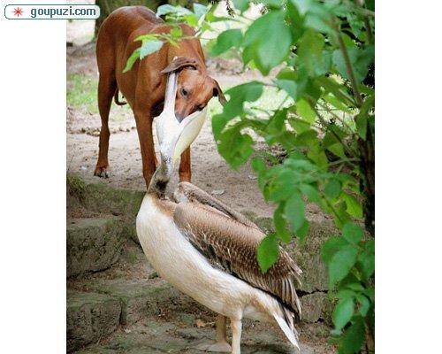 宠物店主锁门多日7条小狗忍饥挨饿 众网友救活3犬