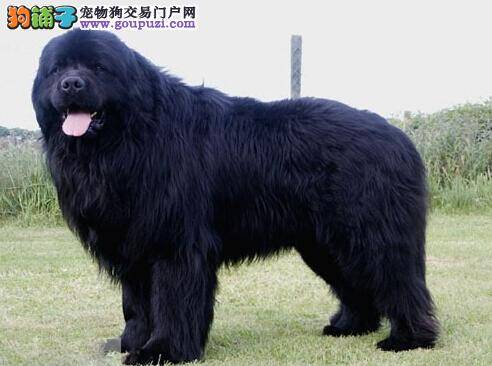 根据狗毛特点选工具 修剪纽芬兰犬毛发可使用哪些工具