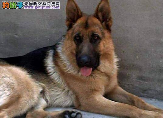 病毒侵袭 德国牧羊犬感冒了应如何是好