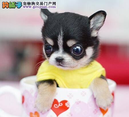 训练一本通 为您解答提高茶杯犬胆量的方法