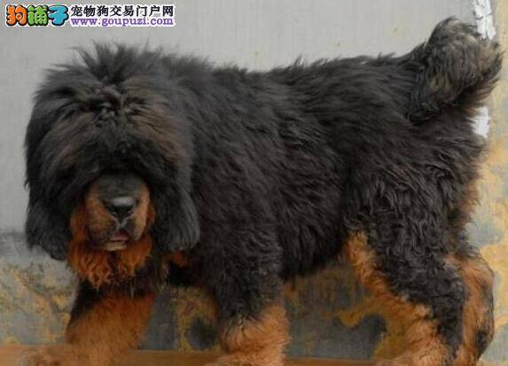 疫苗后的藏獒什么时候能洗澡