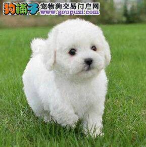 比熊犬从小就肠胃消化不好怎么调理
