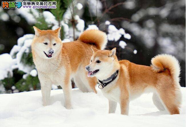 性情温和、忠实的柴犬
