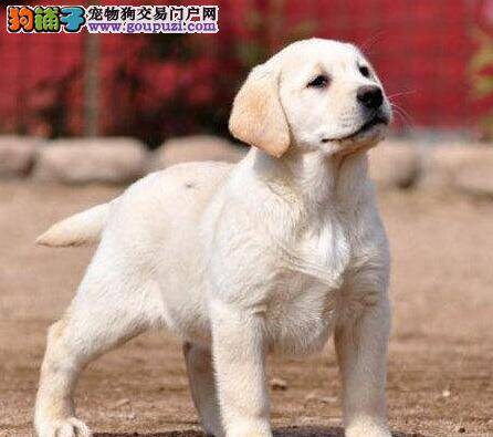 怎样让拉布拉多犬诸事顺意的过年