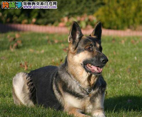 专业选购德国牧羊犬需要注意哪几个问题