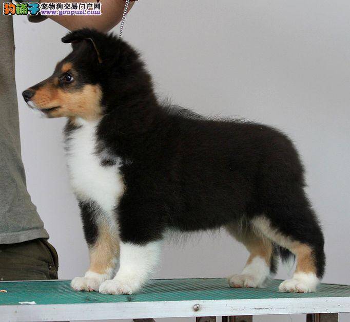 喜乐蒂犬这些日子有点消化不良，求治疗